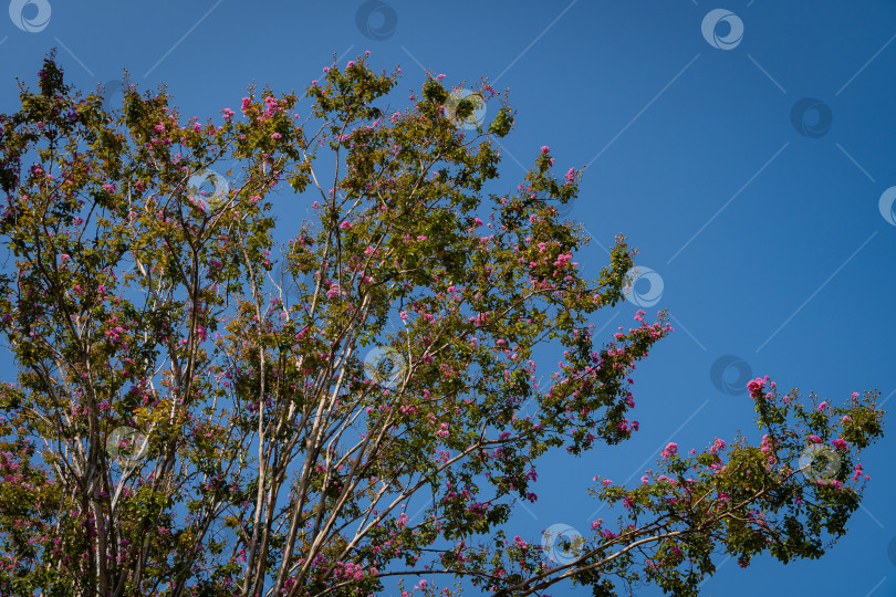 Скачать Огромные деревья мирта обыкновенного (Lagerstroemia indica) цветут розовыми цветами. Городской парк "Краснодар" или парк Галицкого для отдыха и прогулок. Крупный план. Ландшафтный парк вокруг футбольного стадиона. фотосток Ozero