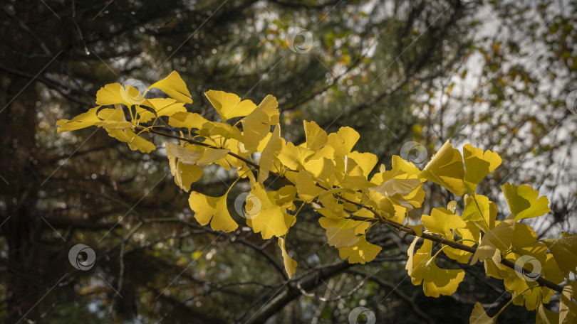 Скачать Ветка с желтыми и золотыми листьями на дереве гинкго (Ginkgo biloba), известном как гинкго или жимолость. Желтые листья на фоне размытой листвы. Золотая листва как фон и концепция природы для дизайна фотосток Ozero