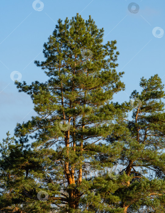 Скачать Сосна обыкновенная Pinus sylvestris на фоне голубого неба в ноябре. Солнечный день в осеннем саду. Вечнозеленый ландшафтный сад. Концепция природы для дизайна. фотосток Ozero