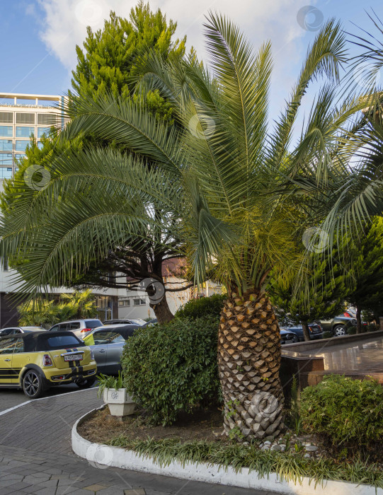 Скачать Красивая пальма Канарских островов Финиковая пальма (Phoenix canariensis) на фоне голубого неба. Крупный план. На заднем плане многоэтажное здание отеля и припаркованные автомобили. фотосток Ozero