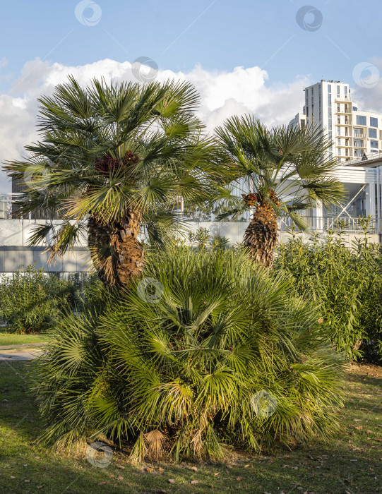 Скачать Красивая многоствольная пальма Chamaerops humilis, европейская веерная или средиземноморская карликовая пальма на фоне голубого неба и отелей. Общественный ландшафтный парк с экзотическими деревьями. фотосток Ozero