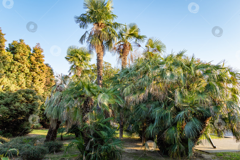 Скачать Красивая многоствольная пальма Chamaerops humilis, европейская веерная или средиземноморская карликовая пальма на фоне голубого декабрьского неба. На заднем плане мексиканская веерная пальма или мексиканская вашингтония. Парк города Сочи. фотосток Ozero