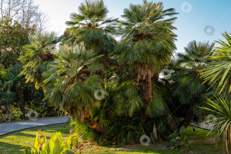 Скачать Красивая многоствольная пальма Chamaerops humilis, европейская веерная или средиземноморская карликовая пальма в парке Альндшафт города Сочи. Роскошные листья на фоне голубого неба. фотосток Ozero