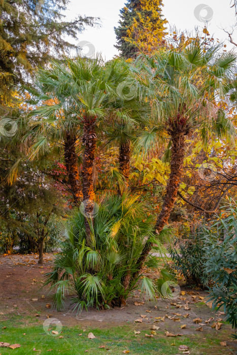 Скачать Красивая многоствольная пальма Chamaerops humilis, европейская веерная или средиземноморская карликовая пальма, сияет на солнце на фоне голубого декабрьского неба. Закат. Общественный ландшафтный парк в Сочи. фотосток Ozero