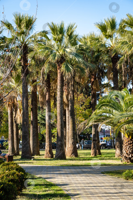 Скачать Пальмы Washingtonia filifera, широко известные как Калифорнийская веерная пальма, растут недалеко от Сочинского морского торгового порта. Кооперативный парк - место отдыха горожан и гостей города. фотосток Ozero