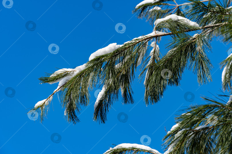 Скачать Зимняя сказка в вечнозеленом ландшафтном саду. Снег на ветвях белой сосны Pinus strobus. Сосновая ветка на фоне голубого неба. Крупный план. Ясный солнечный зимний день после снегопада. Концепция природы для дизайна. фотосток Ozero