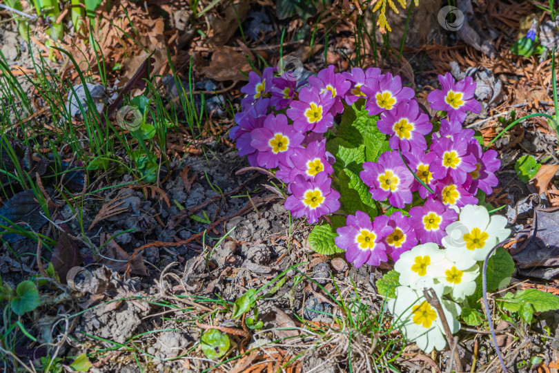 Скачать Нежные белые и розовые лепестки на цветках примулы (Primula acaulis или primula vulgaris) на фоне зеленой листвы. Любовь и расслабление. Весеннее пробуждение природы. Есть место для текста. фотосток Ozero