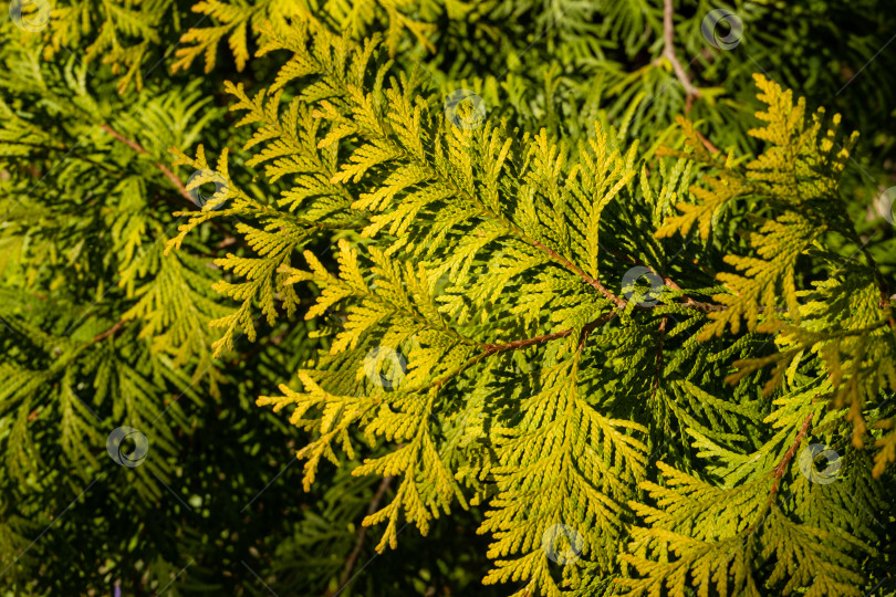 Скачать Желто-зеленые листья на ветке западной туи (Thuja occidentalis Aurea) на размытом фоне. Крупный план. Выборочный фокус. Вечнозеленый ландшафтный сад ранней весной. Обои и концепция природы. фотосток Ozero