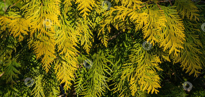 Скачать Желто-зеленая текстура листьев западной туи (Thuja occidentalis Aurea) на размытом фоне вечнозеленых растений. Выборочный фокус. Вечнозеленый ландшафтный сад. Свежие обои и концепция природы. фотосток Ozero