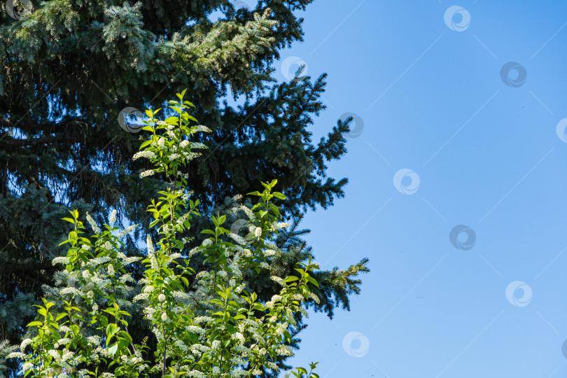 Скачать Цветущий великолепный Prunus padus 'Сибирская красавица' на размытом фоне голубой ели и голубого неба. Выборочный фокус. Весенний ландшафтный сад. Цветущая черемуха, бонсай, карликовое дерево или майское дерево. фотосток Ozero