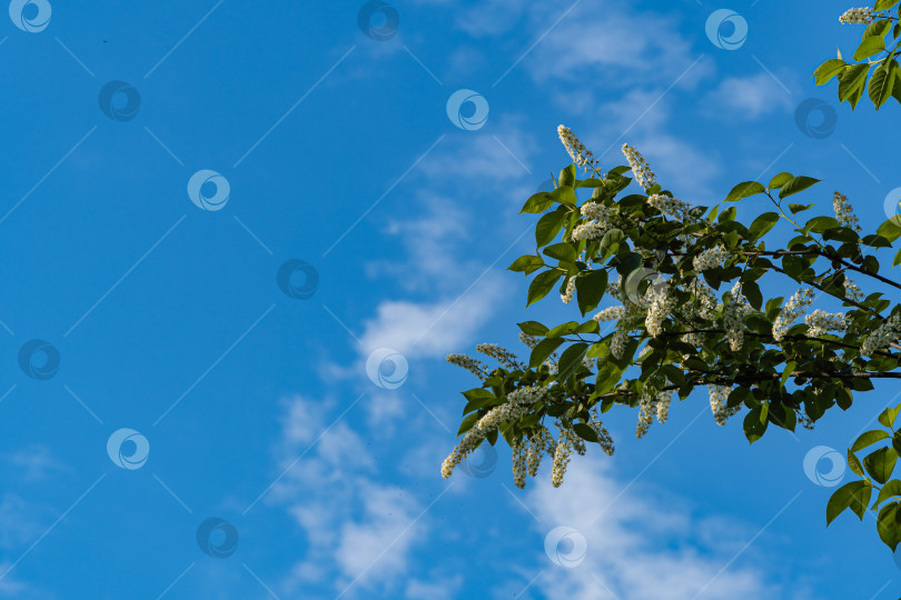 Скачать Соцветия белых цветов на ветвях Prunus padus Сибирская красавица на фоне голубого неба. Селективный фокус. Цветущий Prunus padus, известный как черемуха, ежевика, хагберри или Первомайское дерево. фотосток Ozero