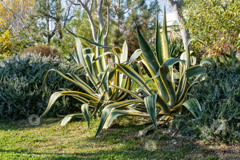 Скачать Американская агава (Agave americana) в натуральную величину полосатая на Имеритинской набережной в Сочи. Крупный план. Американская агава в ландшафтном дизайне зоны отдыха на побережье Черного моря недалеко от границы с Абхазией. фотосток Ozero