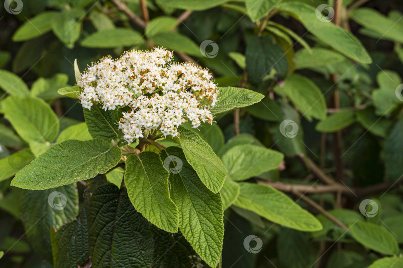 Скачать Цветущая калина кожистолистная (Viburnum rhytidophyllum Alleghany) на размытом темном фоне. Выборочный фокус. Крупный план. Красивые белые соцветия цветов с темно-зелеными листьями. фотосток Ozero