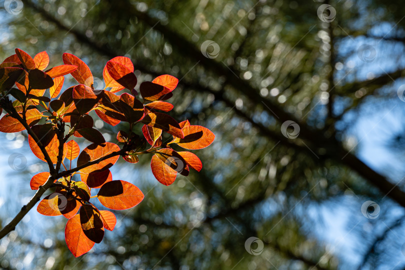 Скачать Молодые фиолетовые листья Cotinus coggygria Royal Purple (Rhus cotinus, европейский смокитри) на размытом зеленом фоне. Выборочный фокус. Вечнозеленый ландшафтный сад. Концепция природы для дизайна. фотосток Ozero