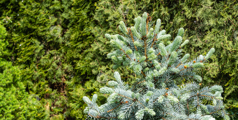 Скачать Серебристо-голубая ель Picea pungens Hoopsii на размытом зеленом фоне. Выборочный фокус. Молодые ярко-зеленые веточки с мягкими иголками на ветвях. Вечнозеленый ландшафтный сад. фотосток Ozero