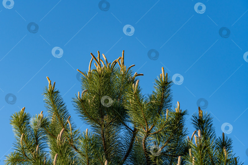 Скачать Австрийская сосна или черная сосна (Pinus Nigra) на фоне голубого неба. Молодые побеги на ветвях австрийской сосны. Вечнозеленый ландшафтный сад. Пейзаж для любых обоев. Есть место для текста. фотосток Ozero
