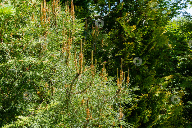 Скачать Цветущие молодые желтые женские сосновые шишки на длинных побегах Pinus densiflora Umbraculifera на размытом фоне вечнозеленых растений. Вечнозеленый ландшафтный сад. Концепция природы для дизайна. Избирательный фокус. фотосток Ozero