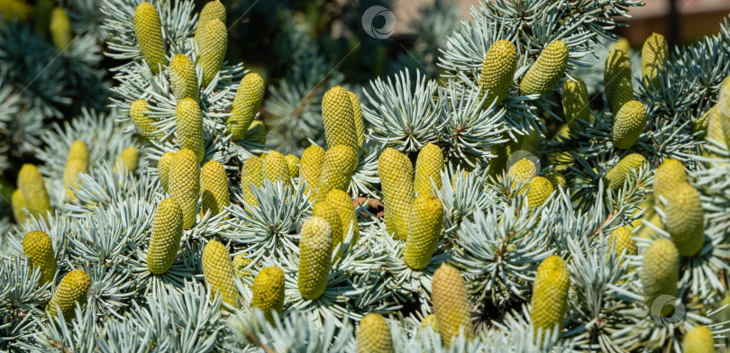 Скачать Cedrus Atlantica Glauca - дерево, также известное как Голубой атласский кедр или Cedrus libani atlantica. Шишки на ветвях с игольчатыми листьями. Размытый фон. Городской парк "Краснодар" или парк Галицкого. фотосток Ozero