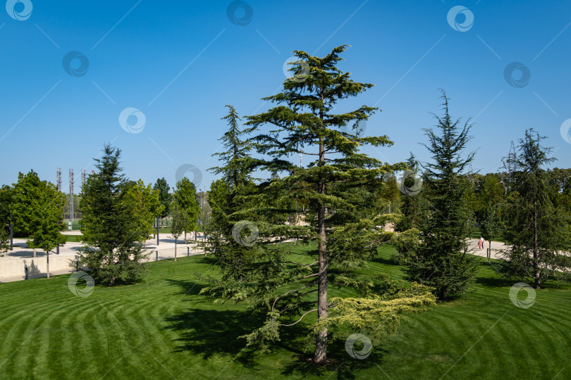 Скачать Высокий красивый ливанский кедр (Cedrus libani) на зеленой лужайке. Городской парк "Краснодар" или парк Галицкого. Место отдыха горожан в любое время года.Солнечный день. фотосток Ozero