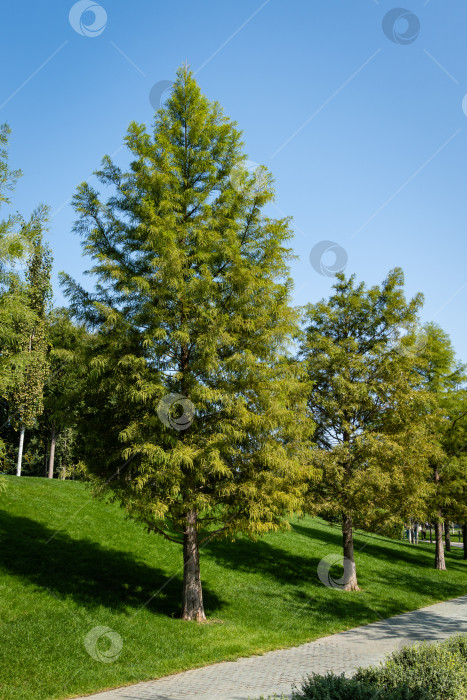 Скачать Кипарис лысый Taxodium Distichum (болотный, белый кипарис, заливной или приливно-отливный красный кипарис) - зеленое дерево. Аллея лысых кипарисов в городском парке Краснодара или парке Галицкого. Ландшафтный парк для отдыха. фотосток Ozero