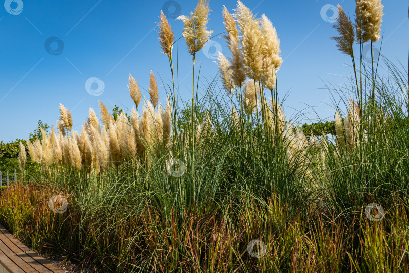 Скачать Городской парк Краснодара или парк Галицкого. Cortaderia selloana pampas и Imperata cylindrica Red Baron. Композиция из трав на фоне голубого неба. Общественный ландшафт "Галицкий парк" для отдыха и прогулок. фотосток Ozero