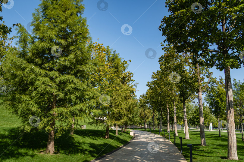 Скачать Кипарис лысый Taxodium Distichum (болотный, белый кипарис, заливной или приливно-отливный красный кипарис) - зеленое дерево. Аллея лысых кипарисов в городском парке Краснодара или парке Галицкого. Ландшафтный парк для отдыха. фотосток Ozero