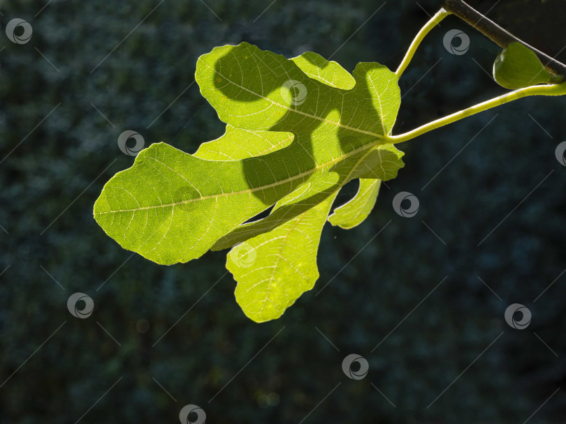 Скачать Инжир обыкновенный Ficus carica в вечнозеленом ландшафтном саду. Лист инжира обыкновенного, Ficus carica, светится на солнце. Крупный план. Размытый фон зеленых листьев самшита. Концепция природы для дизайна фотосток Ozero