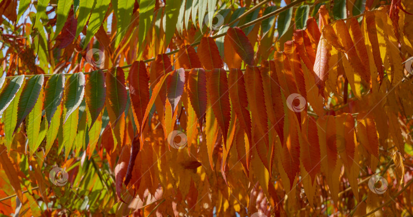 Скачать Осенняя окраска Rhus typhina (сумах рогатый, Anacardiaceae). Размытый фон. Выборочный фокус. Крупный план. Красные, оранжевые, желтые и зеленые листья сумаха. Фон с естественным текстурным рисунком фотосток Ozero