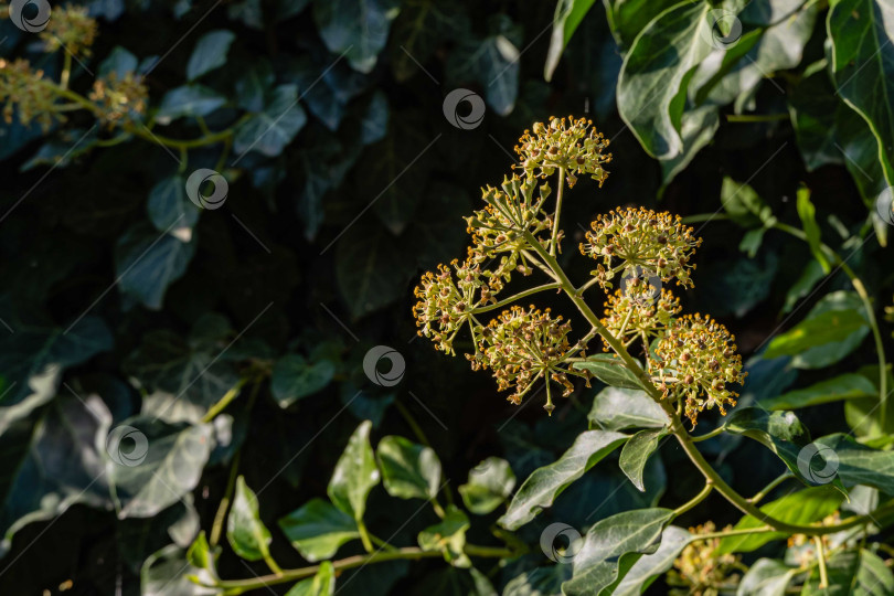 Скачать Цветущий английский плющ (Hedera helix, европейский плющ) на размытом фоне зеленых листьев. Маленькие зеленые цветки плюща на стволе высокого дерева. Выборочный фокус. Крупный план. Место для вашего текста. фотосток Ozero