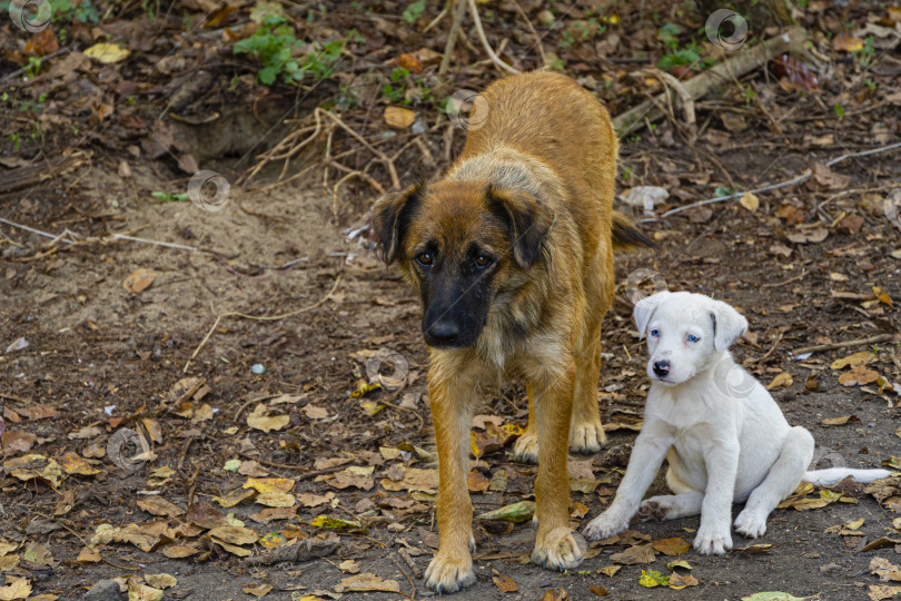 Скачать Коричневая собака и ее белый щенок в дикой природе. Две собаки пристально смотрят в камеру. Крупный план. Дикие животные в их естественной среде обитания. Очаровательный белый щенок сидит и смотрит фотосток Ozero
