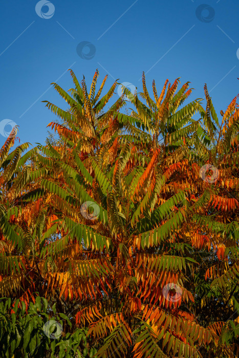 Скачать Осенняя окраска Rhus typhina (сумах рогатый, Anacardiaceae). Размытый фон. Выборочный фокус. Крупный план. Красные, оранжевые, желтые и зеленые листья сумаха. Фон с естественным текстурным рисунком фотосток Ozero