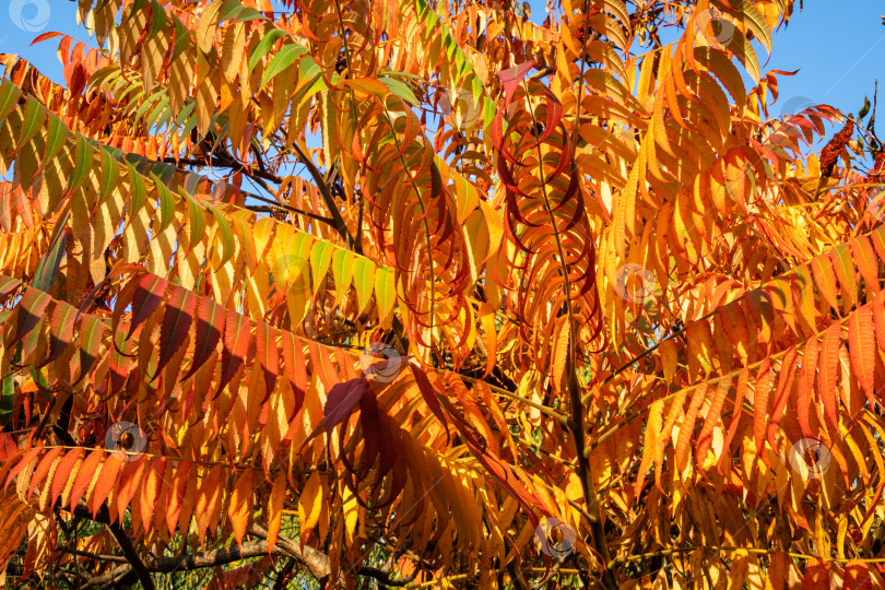 Скачать Осенняя окраска Rhus typhina (сумах рогатый, Anacardiaceae). Размытый фон. Выборочный фокус. Крупный план. Красные, оранжевые, желтые и зеленые листья сумаха. Фон с естественным текстурным рисунком фотосток Ozero