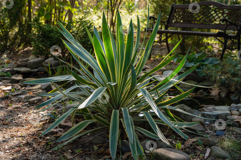 Скачать Красивые полосатые листья юкки gloriosa Variegata на размытом фоне небольшого садового пруда. Выборочный фокус. Крупный план. Вечнозеленый ухоженный сад. Концепция природы для дизайна. фотосток Ozero