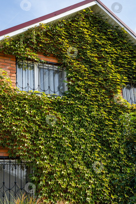 Скачать Parthenocissus tricuspidata, Vitaceae, Бостонский плющ, виноградный плющ, японский плющ, японская лиана на фасаде загородного кирпичного дома, листья бостонского плюща как украшение и декоративный элемент здания. фотосток Ozero