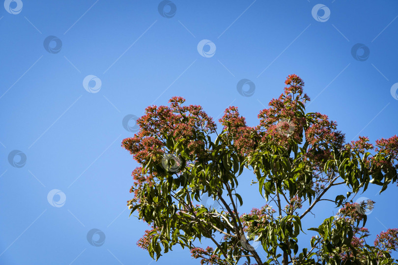 Скачать Цветущие деревья Heptacodium miconioides или семь цветочных деревьев на фоне голубого неба. Зона отдыха у фонтана Бугенвиллия. Общественный ландшафтный городской парк Краснодара. Парк для отдыха и прогулок. фотосток Ozero
