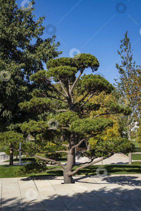 Скачать Красивая сосна бонсай (Pinus mugo или горная сосна) с пышной хвоей на фоне голубого осеннего неба. Общественный ландшафтный городской парк Краснодара или парк Галицкого. Место отдыха горожан и туристов. фотосток Ozero