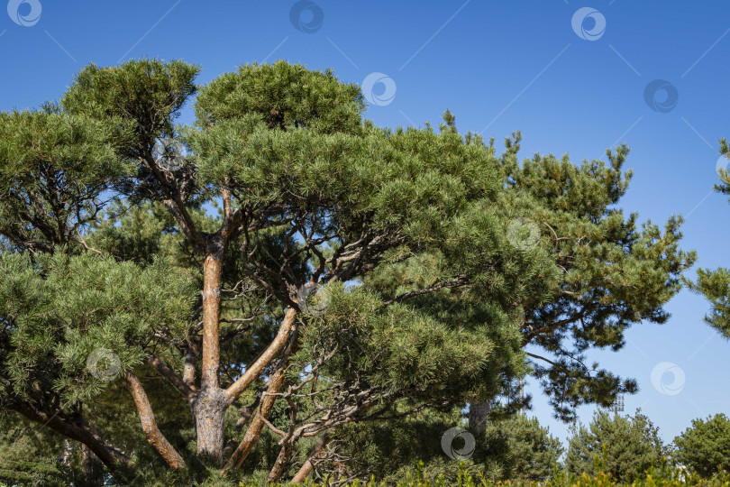 Скачать Красивая сосна бонсай (Pinus mugo или горная сосна) с пышной хвоей на фоне голубого осеннего неба. Общественный ландшафтный городской парк Краснодара или парк Галицкого. Место отдыха горожан и туристов. фотосток Ozero