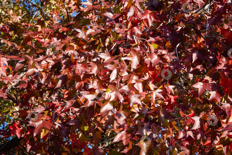 Скачать Ликидамбар стирацифлуа или американская сладкая жвачка с красными и фиолетовыми листьями на фоне голубого декабрьского неба. Ветви янтарного дерева в ясный солнечный день в кооперативном парке недалеко от Сочинского морского торгового порта. фотосток Ozero