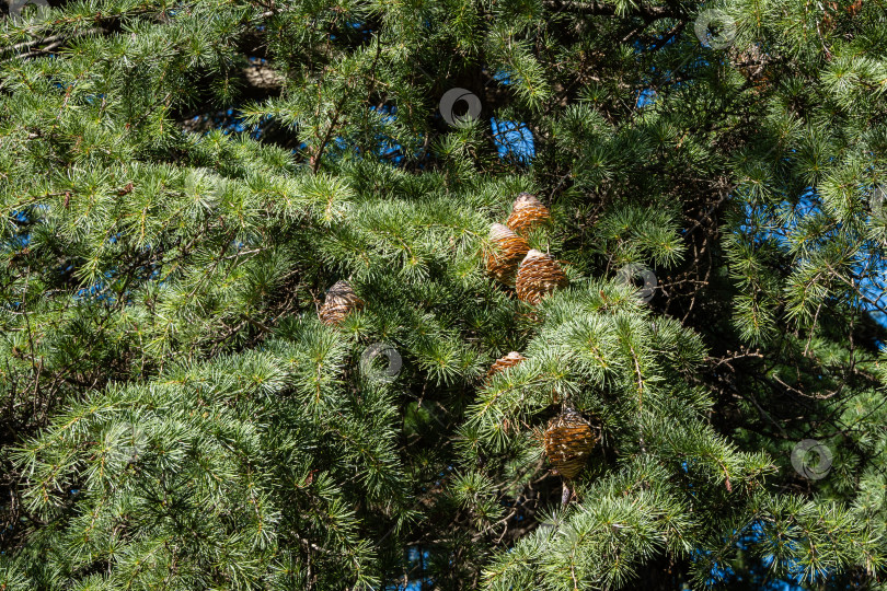 Скачать Гималайский кедр, Cedrus Deodara (Кедр Деодар, гималайский кедр) в ландшафтном парке города-курорта Сочи. Крупный план ветки со спелыми коричневыми шишками и зелеными иглами гималайского кедра. фотосток Ozero