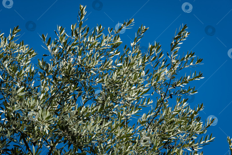 Скачать Оливковые деревья (Olea europaea) на фоне голубого осеннего неба. Общественный ландшафтный парк в городе Сочи. фотосток Ozero