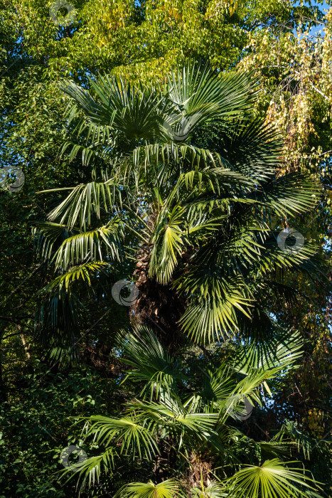 Скачать Высокая китайская пальма-мельница (Trachycarpus fortunei) или пальмы Чусан в городском парке. Город Сочи. Крупный план. Пальмы в окружении вечнозеленых деревьев на фоне голубого неба. фотосток Ozero