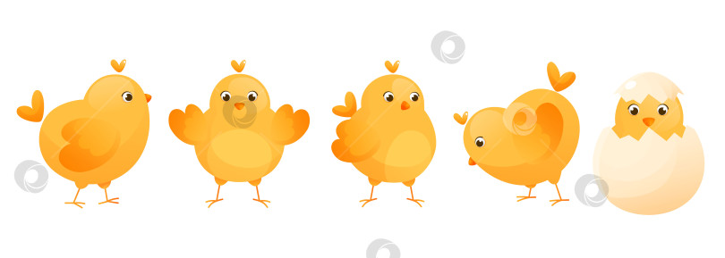 Скачать Милые желтые цыплята в разных позах для пасхального оформления. фотосток Ozero