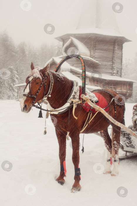 Скачать Повозка с лошадью фотосток Ozero