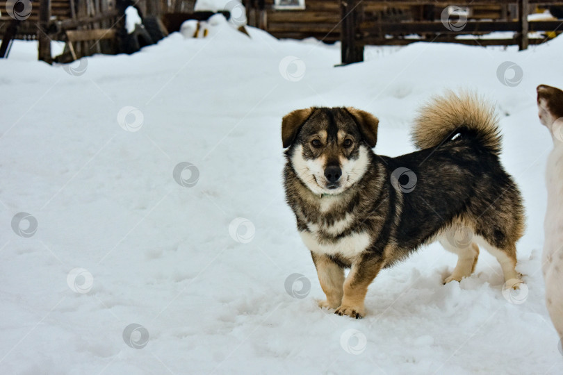 Скачать На прогулке фотосток Ozero