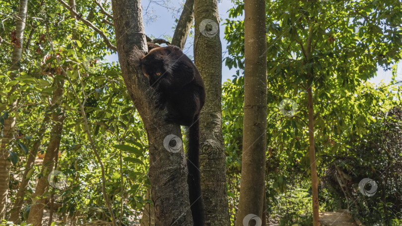 Скачать Черный лемур Eulemur macaco сидит на стволе дерева и смотрит вниз. фотосток Ozero