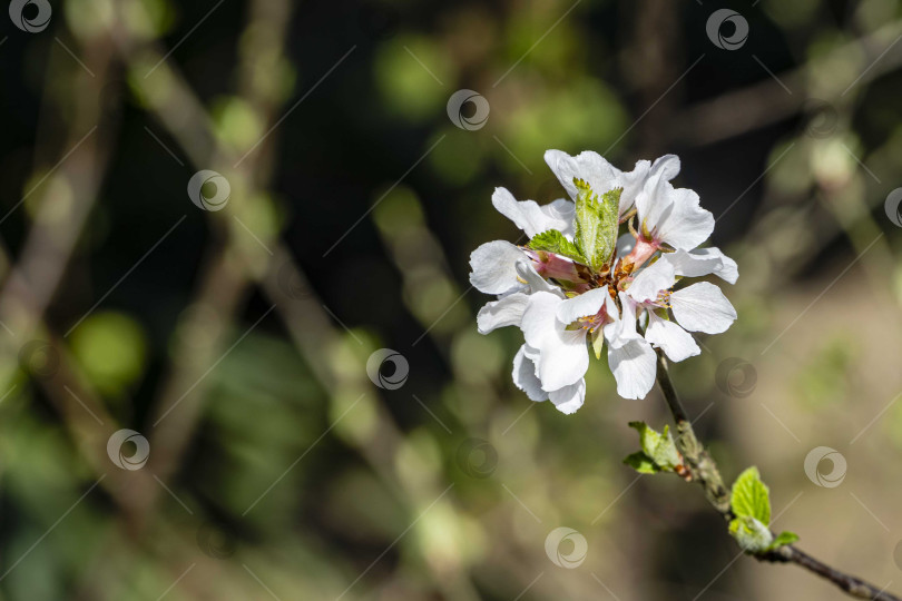 Скачать Белые нежные лепестки цветов вишни Нанкинская вишня или Prunus Tomentosa на размытом фоне весенней зелени. Выборочный фокус. Крупный план. Весенний пейзаж, свежие обои, фон природы. фотосток Ozero