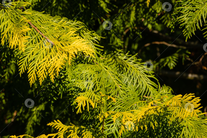 Скачать Желто-зеленые листья на ветке западной туи (Thuja occidentalis Aurea) на размытом фоне. Крупный план. Выборочный фокус. Вечнозеленый ландшафтный сад ранней весной. Обои и концепция природы. фотосток Ozero