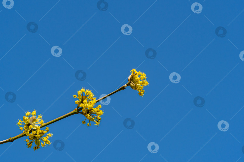 Скачать Красивые желтые цветы на ветке сердоликовой вишни (Cornus mas, европейский кизил, шиповник) на фоне голубого неба. Цветущий весенний ландшафтный сад. Концепция природы для дизайна. фотосток Ozero