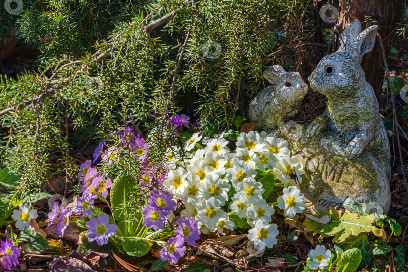 Скачать Нежные белые и розовые лепестки на цветках примулы (Primula acaulis или primula vulgaris) на фоне зеленой листвы. Любовь и расслабление. Весеннее пробуждение природы. Есть место для текста. фотосток Ozero