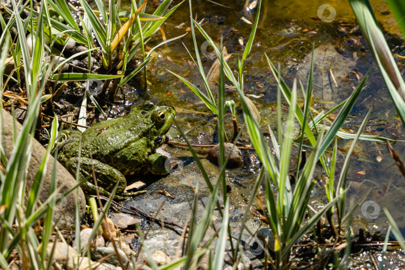 Скачать Лягушка Рана ридибунда (pelophylax ridibundus) сидит на камнях на берегу садового пруда. Размытый фон. Выборочный фокус. Весенний ландшафтный сад. Естественная среда обитания. Концепция природы для дизайна. фотосток Ozero